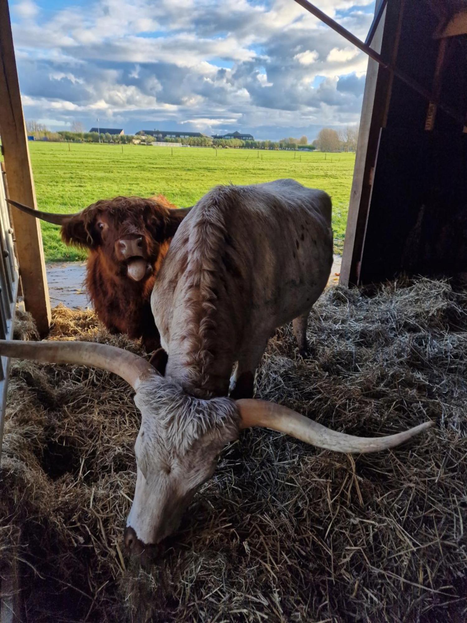 Апартаменти Bed&Bbq Longhornranch Акерслот Екстер'єр фото